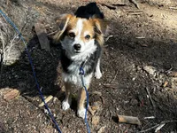 Claire, a female Toy Australian Shepherd for sale in Tacoma, WA – 7 of 7