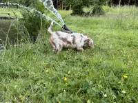 Daisy May, a female Miniature Australian Shepherd for sale in Tacoma, WA – 4 of 7