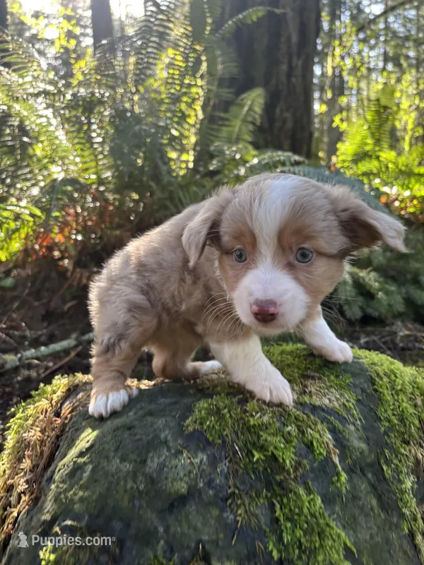 Calamity Jane – Miniature Australian Shepherd puppy for sale in Tacoma, WA