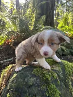 Calamity Jane, a female Miniature Australian Shepherd for sale in Tacoma, WA – Photo 1 of 8