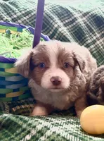 Calamity Jane, a female Miniature Australian Shepherd for sale in Tacoma, WA – Photo 2 of 2