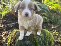 Calamity Jane, a female Miniature Australian Shepherd for sale in Tacoma, WA – Photo 2 of 8