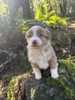 Calamity Jane, a female Miniature Australian Shepherd for sale in Tacoma, WA – Photo 4 of 8