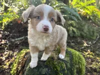 Calamity Jane, a female Miniature Australian Shepherd for sale in Tacoma, WA – Photo 3 of 8