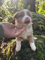 Calamity Jane, a female Miniature Australian Shepherd for sale in Tacoma, WA – Photo 5 of 8