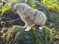 Calamity Jane, a female Miniature Australian Shepherd for sale in Tacoma, WA – Photo 6 of 8