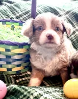Calamity Jane, a female Miniature Australian Shepherd for sale in Tacoma, WA – Photo 1 of 2