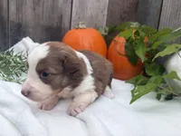 Scooby, a male Miniature Australian Shepherd for sale in Tacoma, WA – 6 of 6