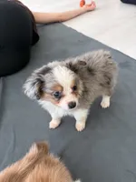 Pa-Terydactyl, a male Toy Australian Shepherd for sale in Tacoma, WA – 3 of 10