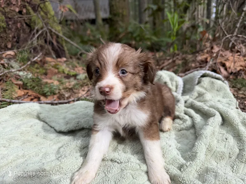 Bluebird – Miniature Australian Shepherd puppy on hold in Tacoma, WA