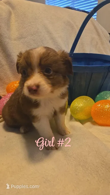 Bluebird – Miniature Australian Shepherd puppy for sale in Tacoma, WA