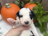 Zombie, a male Miniature Australian Shepherd for sale in Tacoma, WA – 4 of 4