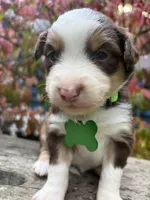 Brandy, a female Miniature Australian Shepherd for sale in Tacoma, WA – 2 of 5