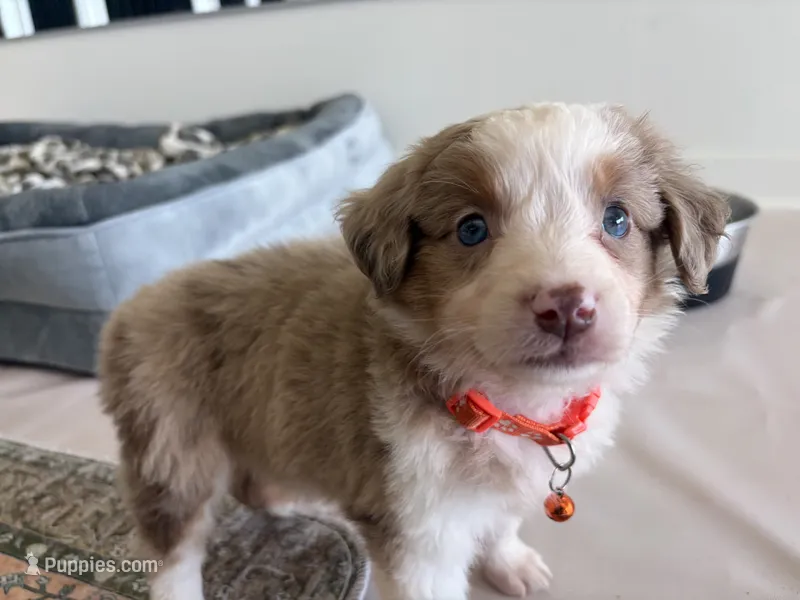 Wednesday Addams – Miniature Australian Shepherd puppy on hold in Tacoma, WA
