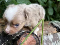 Liberty Belle, a female Toy Australian Shepherd for sale in Tacoma, WA – 4 of 6