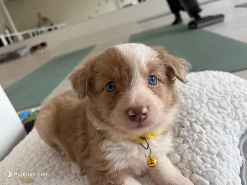 Gizmo – Miniature Australian Shepherd puppy for sale in Tacoma, WA