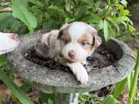 Finn, a male Miniature Australian Shepherd for sale in Tacoma, WA – 2 of 6