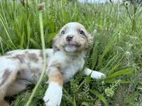 Daisy May, a female Miniature Australian Shepherd for sale in Tacoma, WA – 3 of 7