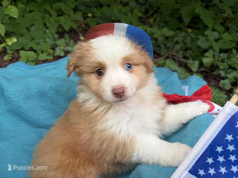 Sparkler – Toy Australian Shepherd puppy for sale in Tacoma, WA