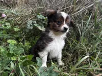 Aspen, a male Miniature Australian Shepherd for sale in Tacoma, WA – Photo 5 of 7