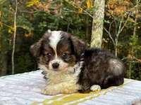 Aspen, a male Miniature Australian Shepherd for sale in Tacoma, WA – Photo 4 of 7