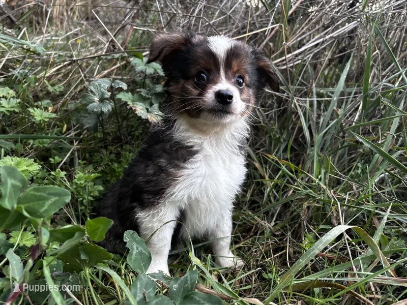 Aspen, a male Miniature Australian Shepherd for sale in Tacoma, WA – Photo 1 of 7