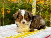 Aspen, a male Miniature Australian Shepherd for sale in Tacoma, WA – Photo 3 of 7