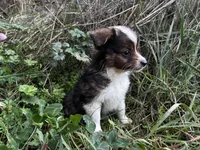 Aspen, a male Miniature Australian Shepherd for sale in Tacoma, WA – Photo 7 of 7