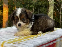 Aspen, a male Miniature Australian Shepherd for sale in Tacoma, WA – Photo 6 of 7