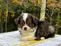 Aspen, a male Miniature Australian Shepherd for sale in Tacoma, WA – Photo 2 of 7