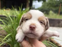 Finn, a male Miniature Australian Shepherd for sale in Tacoma, WA – 4 of 6