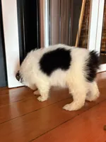 Moo Moo, a female Toy Australian Shepherd for sale in Tacoma, WA – 4 of 5