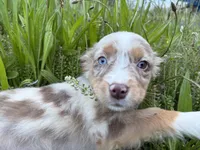 Daisy May, a female Miniature Australian Shepherd for sale in Tacoma, WA – 2 of 7