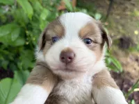 Finn, a male Miniature Australian Shepherd for sale in Tacoma, WA – 3 of 6