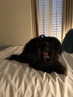 Teddy, a male Yorkipoo and Poodle - Miniature  for sale in Santa Rosa, CA – Photo 2 of 2