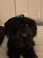 Teddy, a male Yorkipoo and Poodle - Miniature  for sale in Santa Rosa, CA – Photo 1 of 2