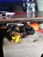 Buddah, a male Yorkshire Terrier for sale in Tallahassee, FL – 3 of 3