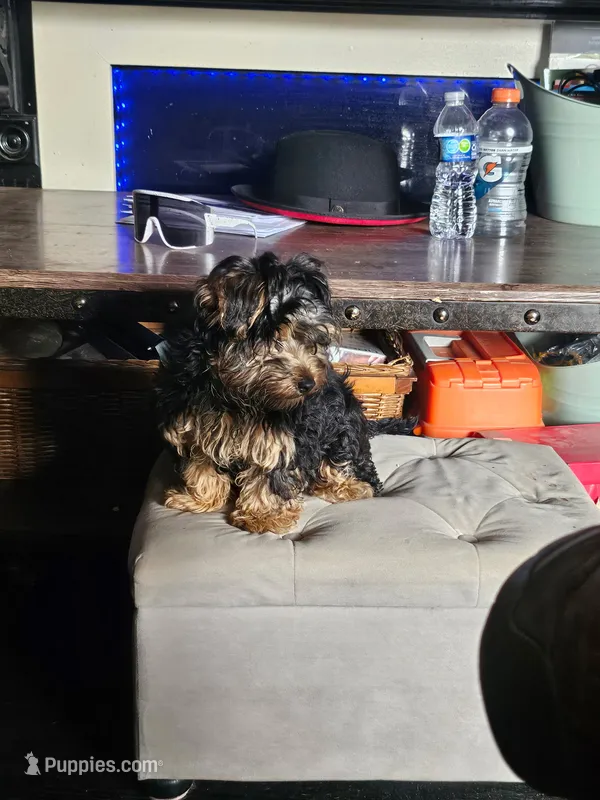 Buddah – Yorkshire Terrier puppy for sale in Tallahassee, FL