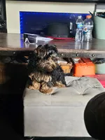 Buddah, a male Yorkshire Terrier for sale in Tallahassee, FL – 1 of 3
