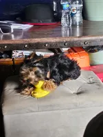 Buddah, a male Yorkshire Terrier for sale in Tallahassee, FL – 2 of 3