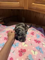 Picasso Jr, a male Yorkshire Terrier for sale in Alvord, IA – 2 of 8