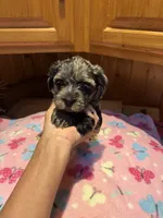 Picasso Jr, a male Yorkshire Terrier for sale in Alvord, IA – 4 of 8