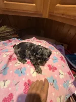 Picasso Jr, a male Yorkshire Terrier for sale in Alvord, IA – 8 of 8