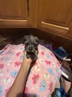 Picasso Jr, a male Yorkshire Terrier for sale in Alvord, IA – 6 of 8
