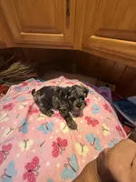 Picasso Jr, a male Yorkshire Terrier for sale in Alvord, IA – 1 of 8