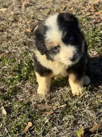 Cupid, a male Australian Shepherd for sale in Warsaw, NC – Photo 2 of 5