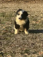 Cupid, a male Australian Shepherd for sale in Warsaw, NC – Photo 4 of 5