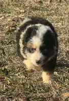 Cupid, a male Australian Shepherd for sale in Warsaw, NC – Photo 1 of 5