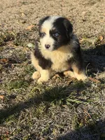 Cupid, a male Australian Shepherd for sale in Warsaw, NC – Photo 3 of 5