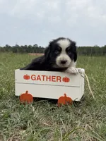 Athena , a female Australian Shepherd for sale in Warsaw, NC – 3 of 3